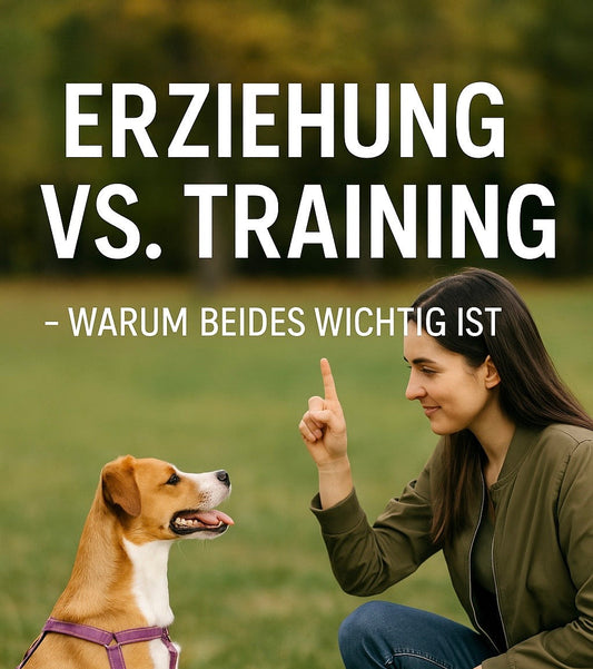 Erziehung vs. Training – warum beides wichtig ist