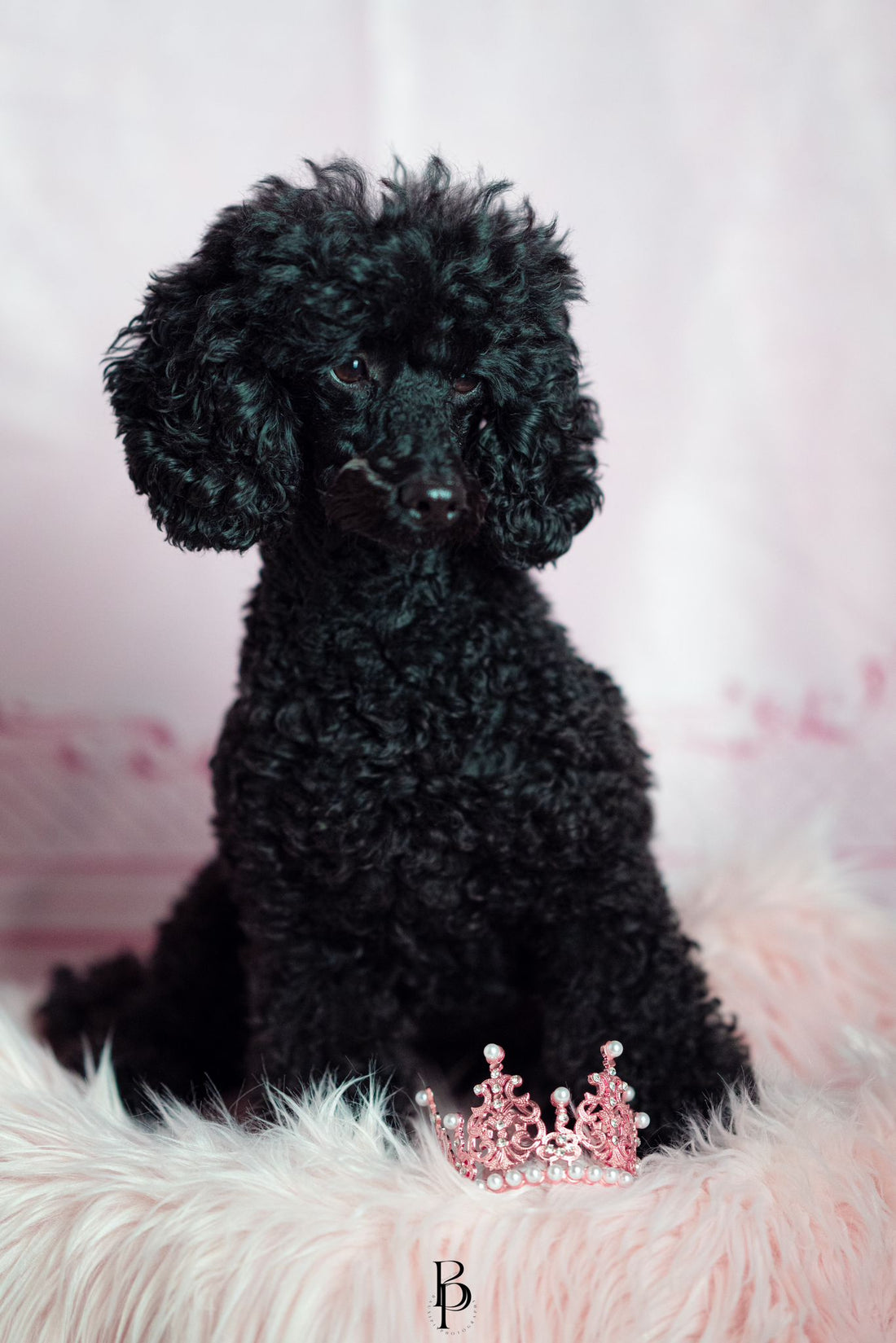 **Die Top Hundetrends für 2024: Wie sich die Welt der Hundeaccessoires weiterentwickelt** - doggiescouture.at