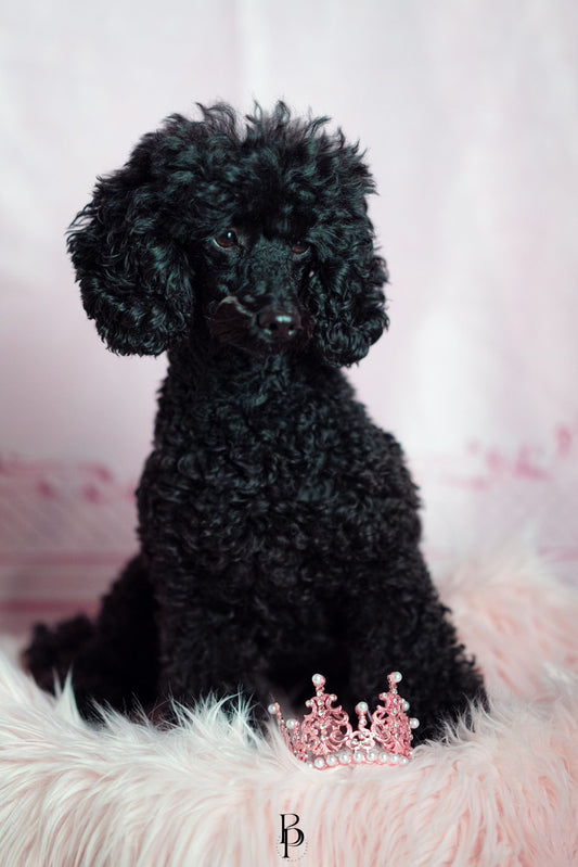 **Die Top Hundetrends für 2024: Wie sich die Welt der Hundeaccessoires weiterentwickelt** - doggiescouture.at