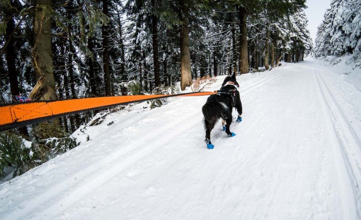 Bungee Leash - doggiescouture.at