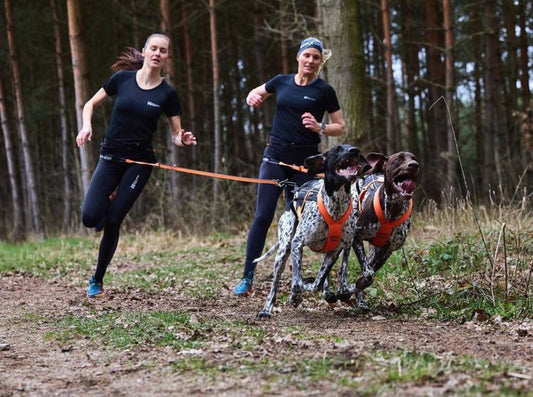 CaniX Pro Belt - doggiescouture.at