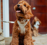 Cocopup Brustgeschirr Garden Meadow - doggiescouture.at