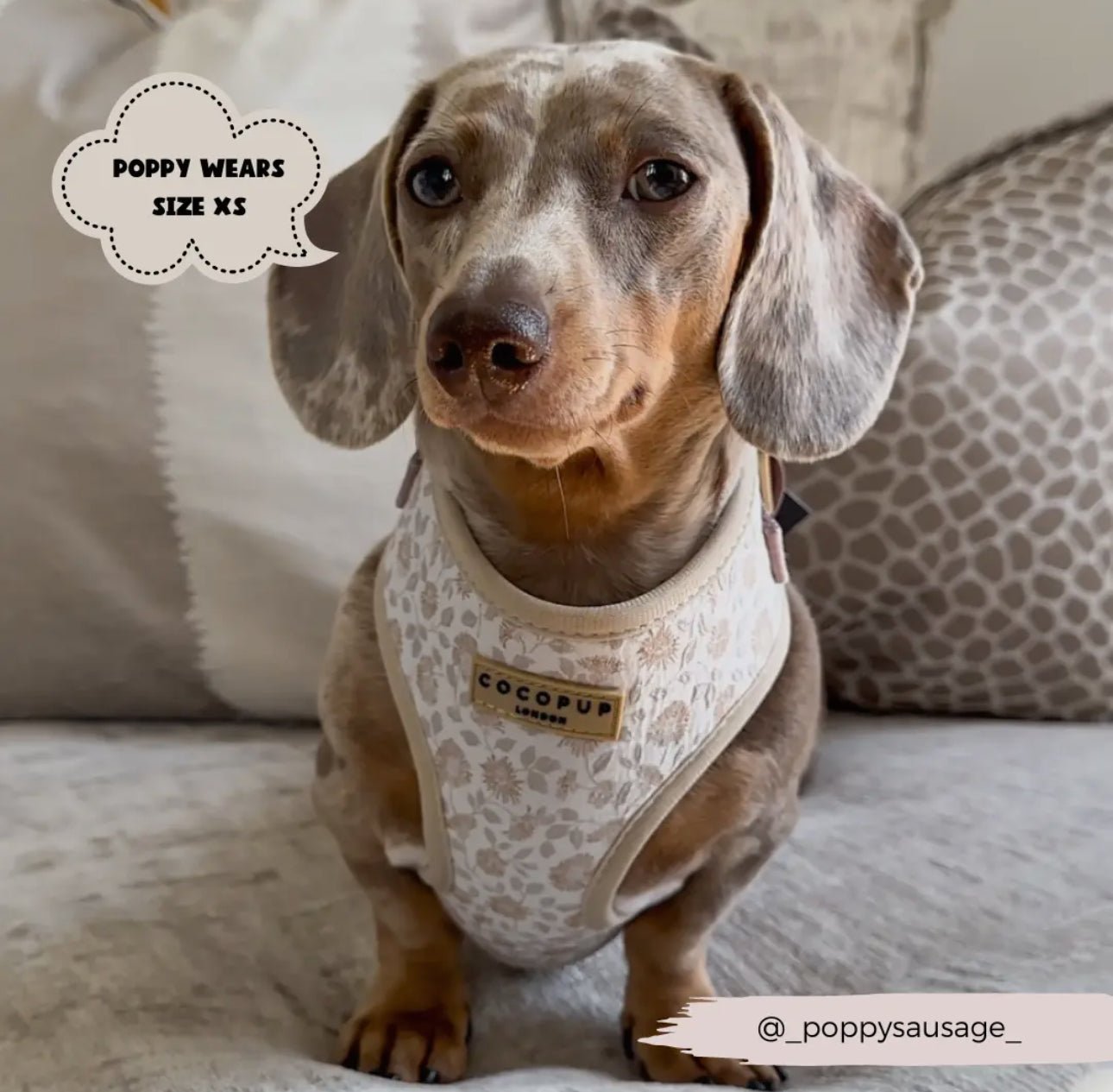 Cocopup Brustgeschirr Garden Meadow - doggiescouture.at