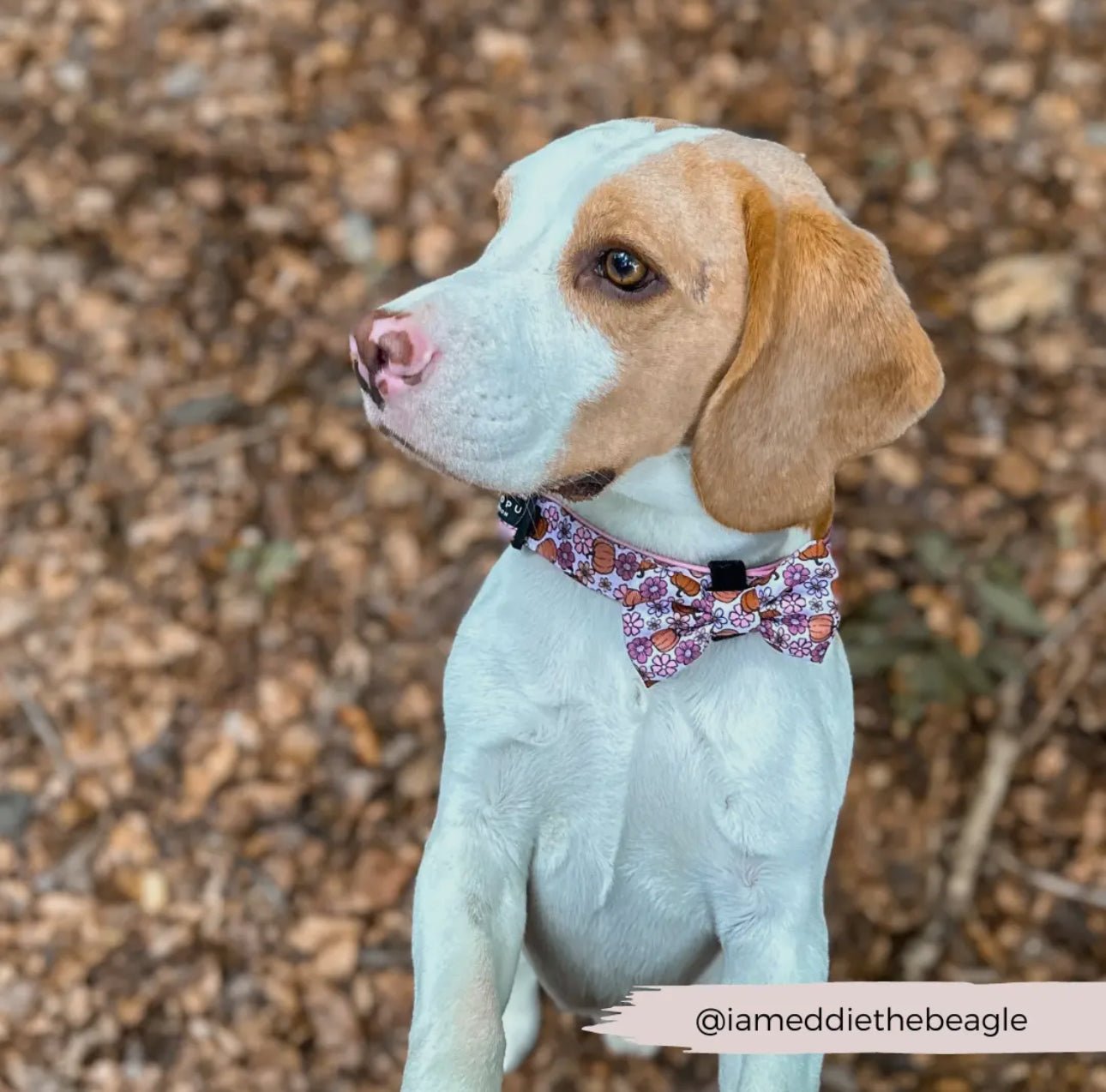 Cocopup Fliege Pup - kin - doggiescouture.at