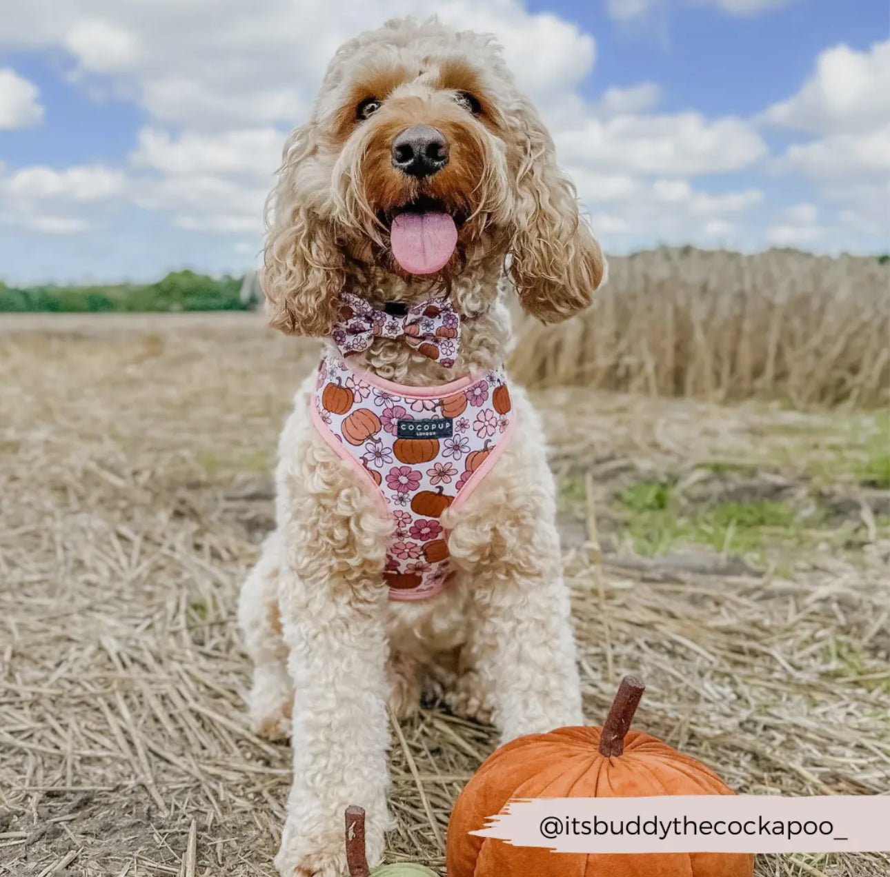Cocopup Fliege Pup - kin - doggiescouture.at