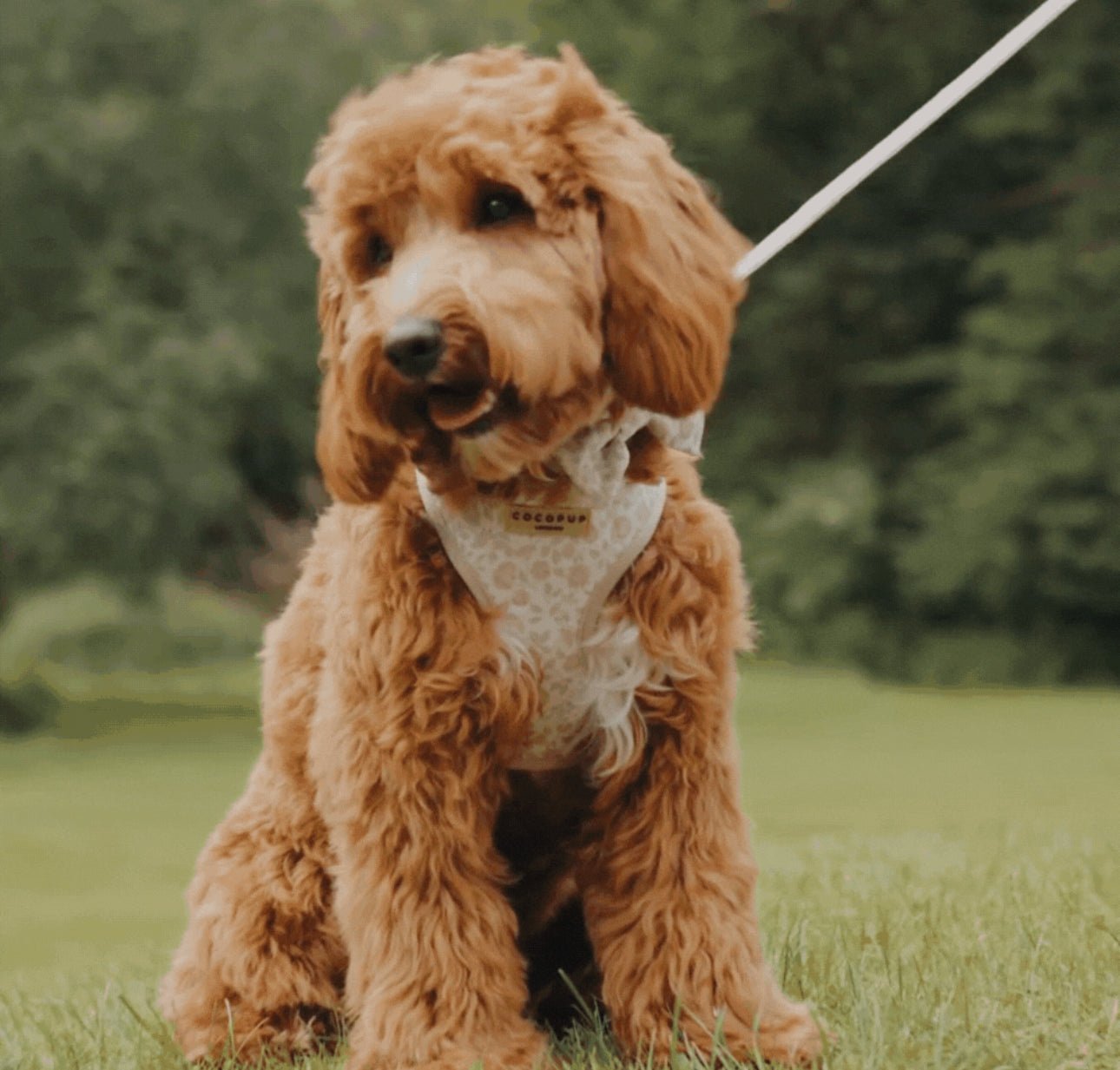 Cocopup Garden Meadow Leine - doggiescouture.at