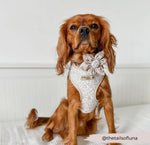 Cocopup Halsband und Brustgeschirrblume Garden Meadow - doggiescouture.at