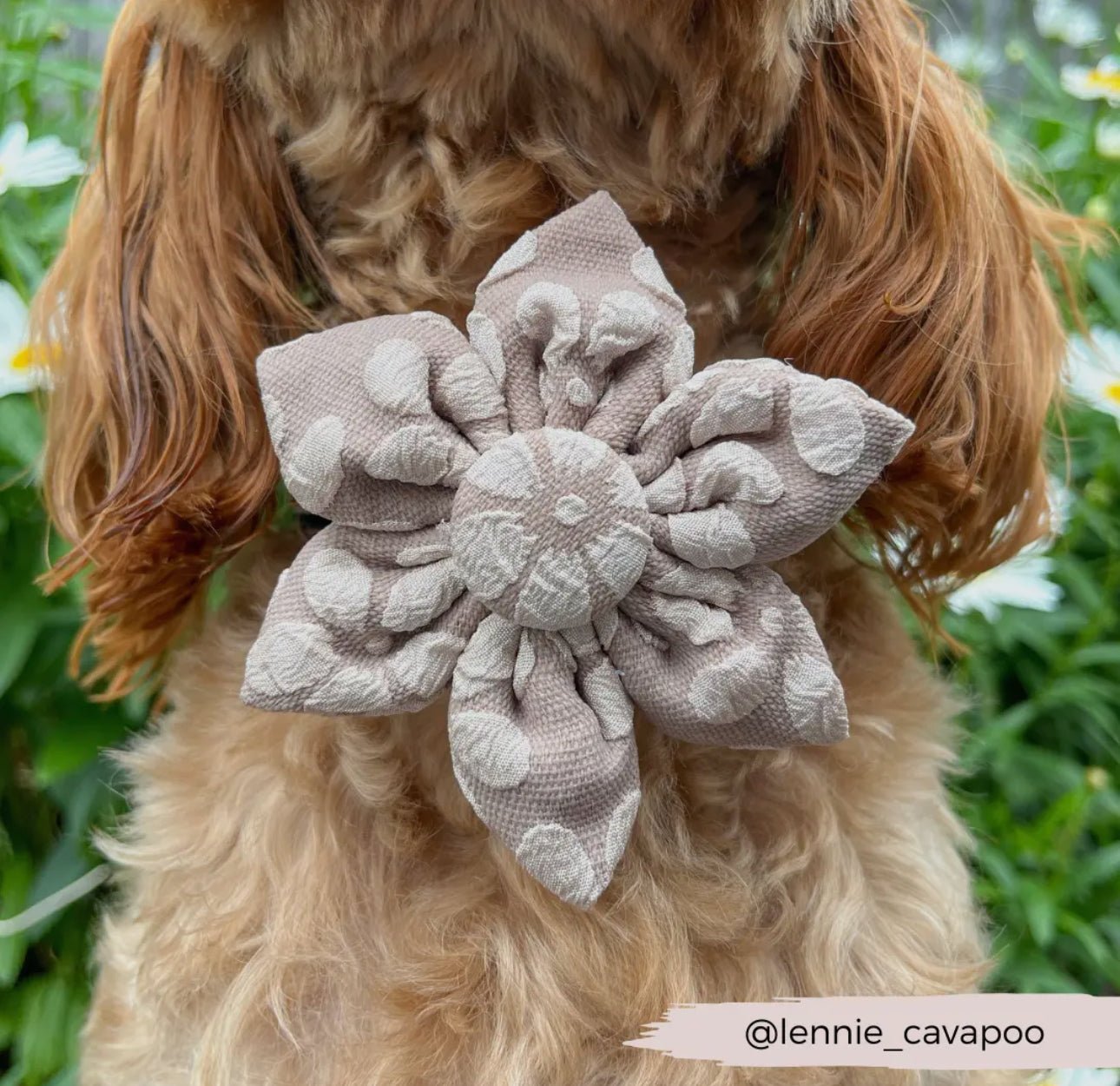 Cocopup Halsband und Brustgeschirrblume Mokka Blume - doggiescouture.at