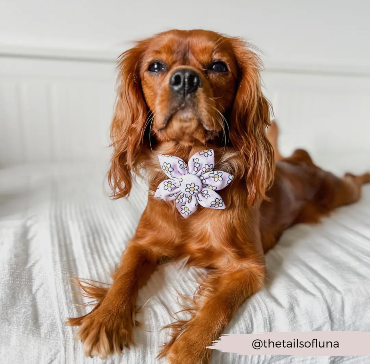 Cocopup Halsband und Geschirrblume Daisy Gingham - doggiescouture.at