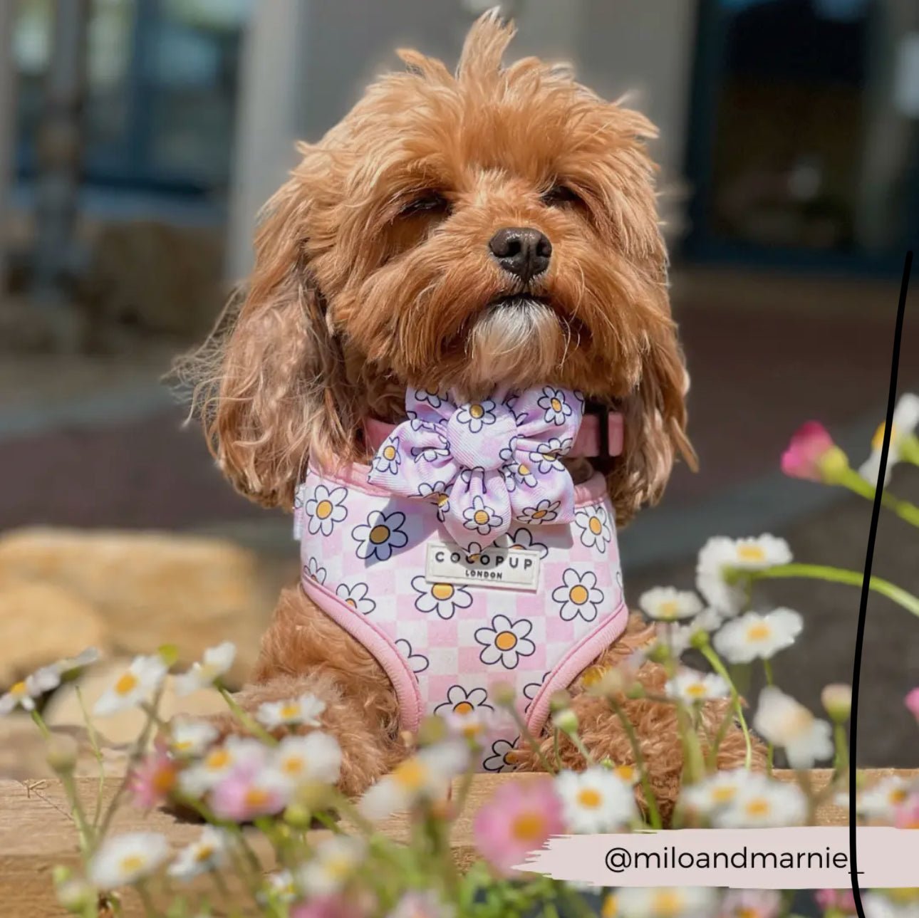 Cocopup Halsband und Geschirrblume Daisy Gingham - doggiescouture.at