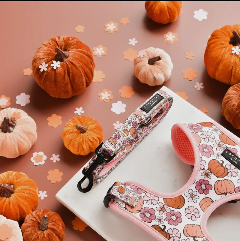 Cocopup Leine Pup-kin