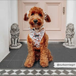 Cocopup Puppuccino Brustgeschirr - doggiescouture.at
