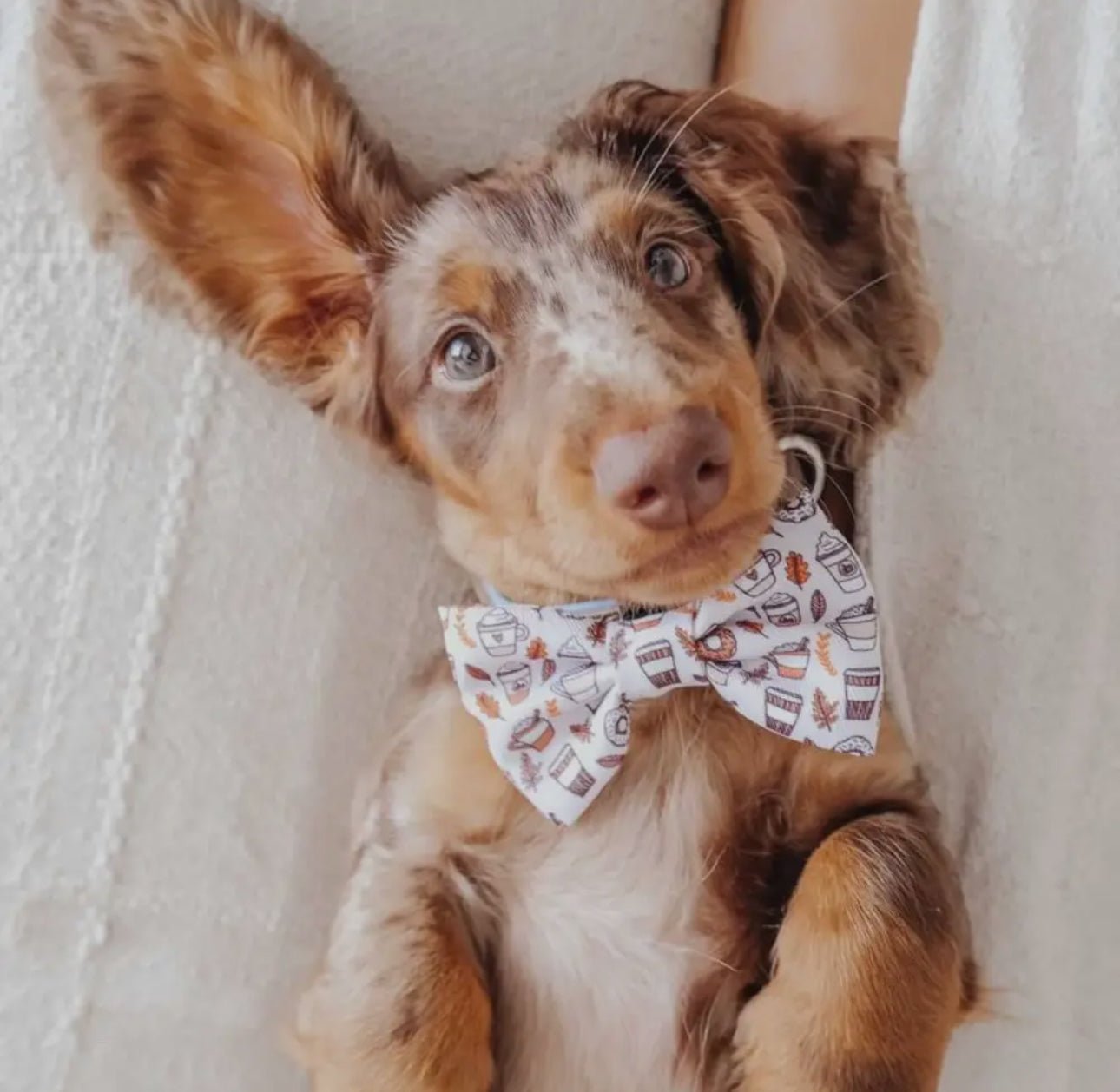 Cocopup Puppuccino Fliege - doggiescouture.at
