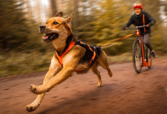 Freemotion Harness 5.0 - doggiescouture.at