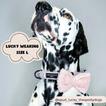 Teddyhalsband - Love - A - Lot - doggiescouture.at