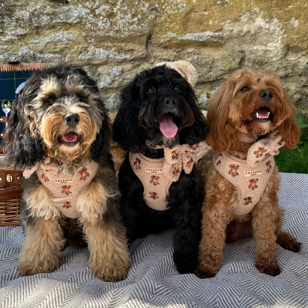 Theo verstellbarer Halsgurt mit Stickerei Teddy - doggiescouture.at