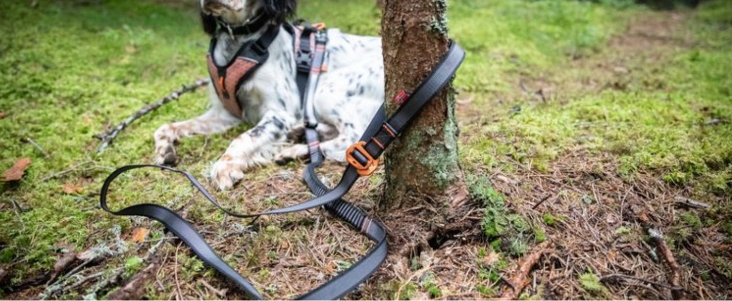 Touring Bungee Leash Adjustable - doggiescouture.at