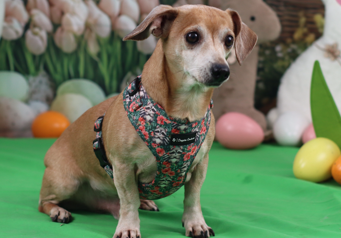 So findest du das passende Geschirr für deinen Hund – ein Guide
