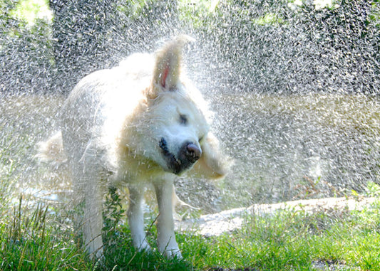 So bleibt dein Hund auch im Sommer fit und aktiv
