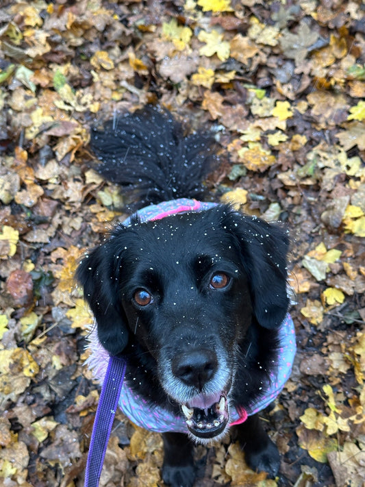 Fit ins Neue Jahr: Gemeinsam mit deinem Hund zu einem Aktiven Lebensstil - doggiescouture.at