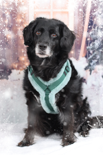 Frosted Mint Brustgeschirr deluxe