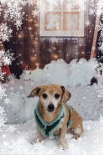 Frosted Mint Brustgeschirr deluxe