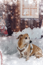 Sniffbühel Brustgeschirr deluxe