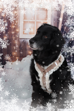 Sniffbühel Brustgeschirr deluxe