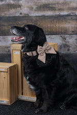 Dusk sailor bow
