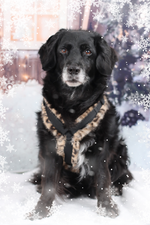 Sankt Pawritz Brustgeschirr deluxe