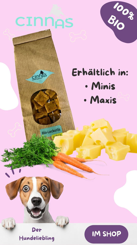 Käse mit Karotte