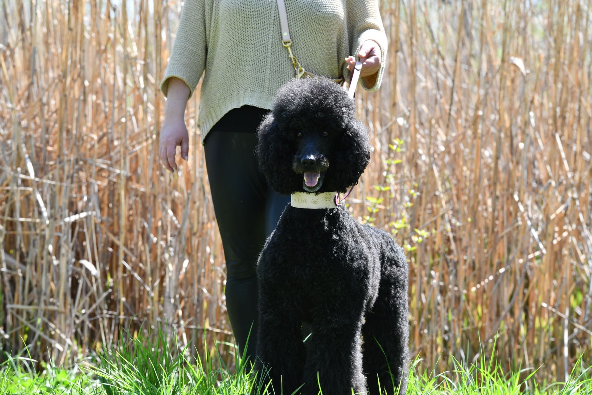 Biothane Lasergravur Halsband - doggiescouture.at