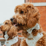 Cocopup Garden Meadow Fliege - doggiescouture.at