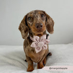 Cocopup Halsband und Brustgeschirrblume im Leo nude chic - doggiescouture.at