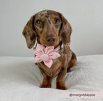 Cocopup Halsband und Brustgeschirrblume Luxe rose hearts - doggiescouture.at