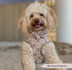 Cocopup Halsband und Brustgeschirrblume Mokka Blume - doggiescouture.at