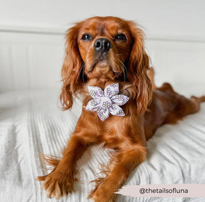 Cocopup Halsband und Geschirrblume Daisy Gingham - doggiescouture.at