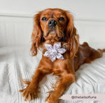 Cocopup Halsband und Geschirrblume Daisy Gingham - doggiescouture.at