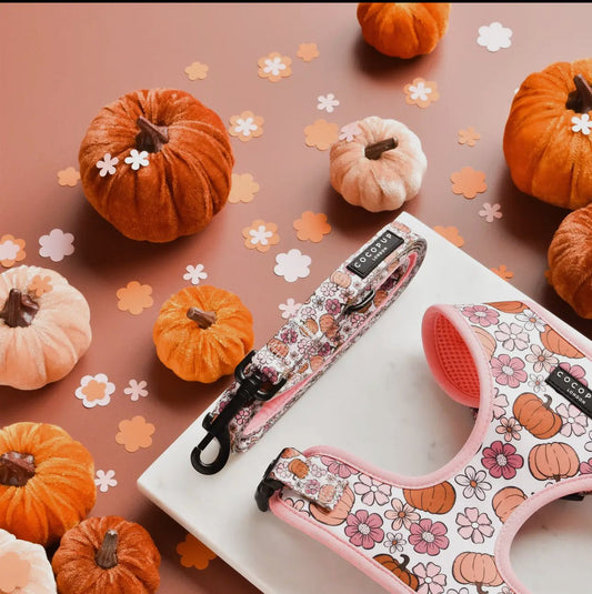 Cocopup Leine Pup - kin - doggiescouture.at