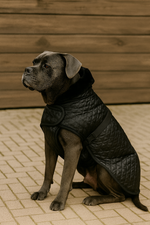 Cane Corso mit handgemachtem schwarzen Hundemantel, gesteppt und warm gefüttert – hochwertiger Wintermantel