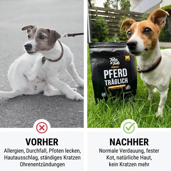 Pferd träglich - doggiescouture.at