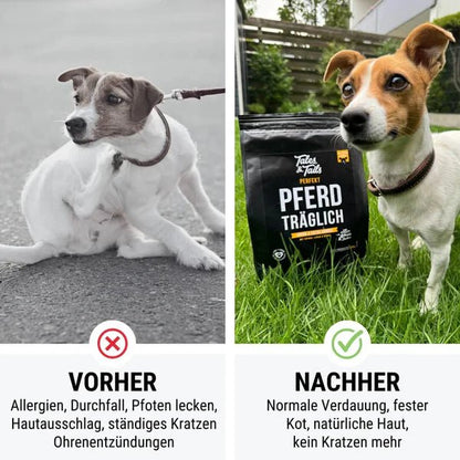Pferd träglich - doggiescouture.at