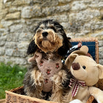 Theo verstellbarer Halsgurt mit Stickerei Teddy - doggiescouture.at